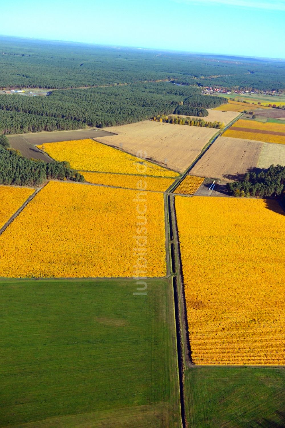 Trebbin aus der Vogelperspektive: Herbstliche Obstplantagen in Trebbin im Bundesland Brandenburg