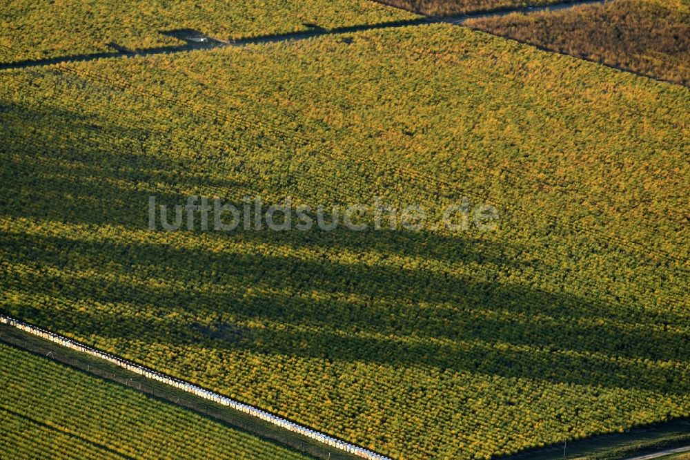 Klaistow aus der Vogelperspektive: Herbstliche Schatten- Baumreihe an einem Feldrand in Klaistow im Bundesland Brandenburg