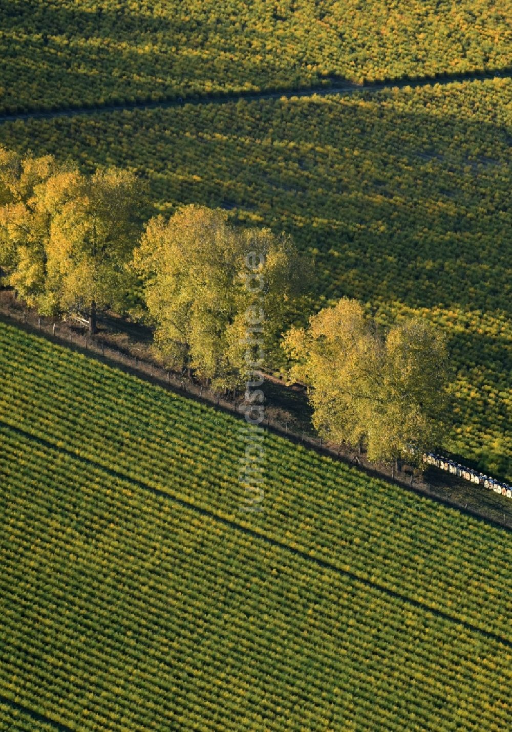 Luftbild Klaistow - Herbstliche Schatten- Baumreihe an einem Feldrand in Klaistow im Bundesland Brandenburg