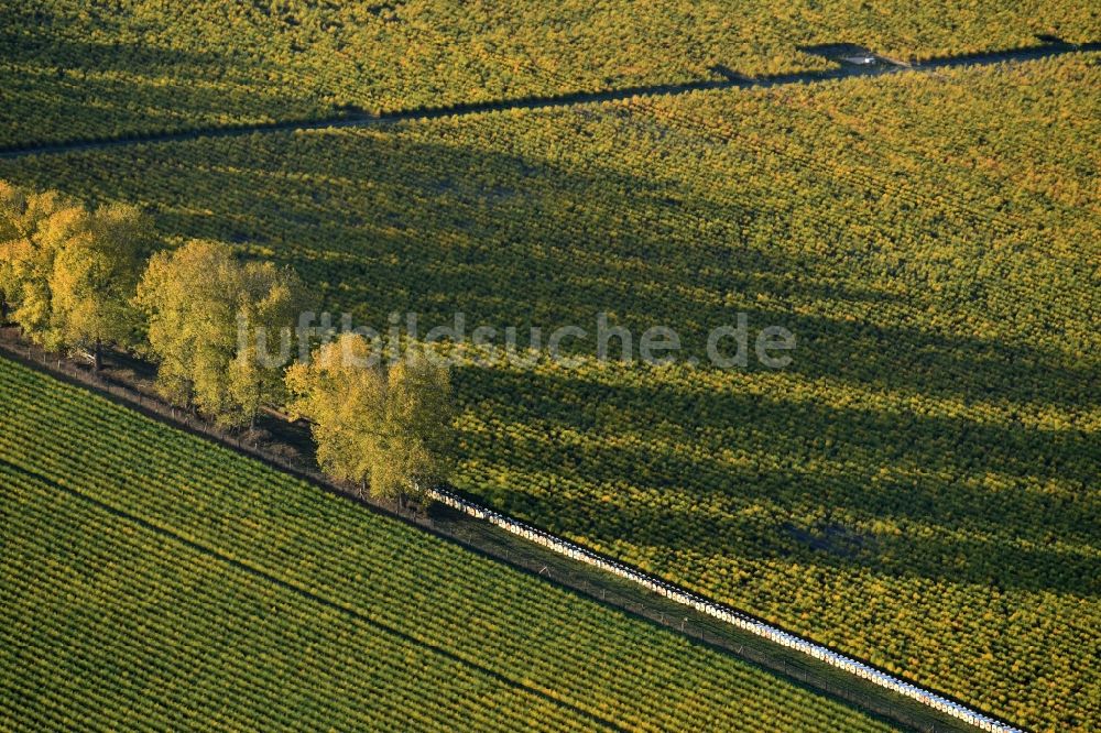 Luftaufnahme Klaistow - Herbstliche Schatten- Baumreihe an einem Feldrand in Klaistow im Bundesland Brandenburg