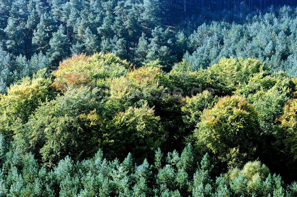 Heineberg von oben - Herbstliche Stimmung an Laubbäumen am Havelufer bei Heineberg in Brandenburg.