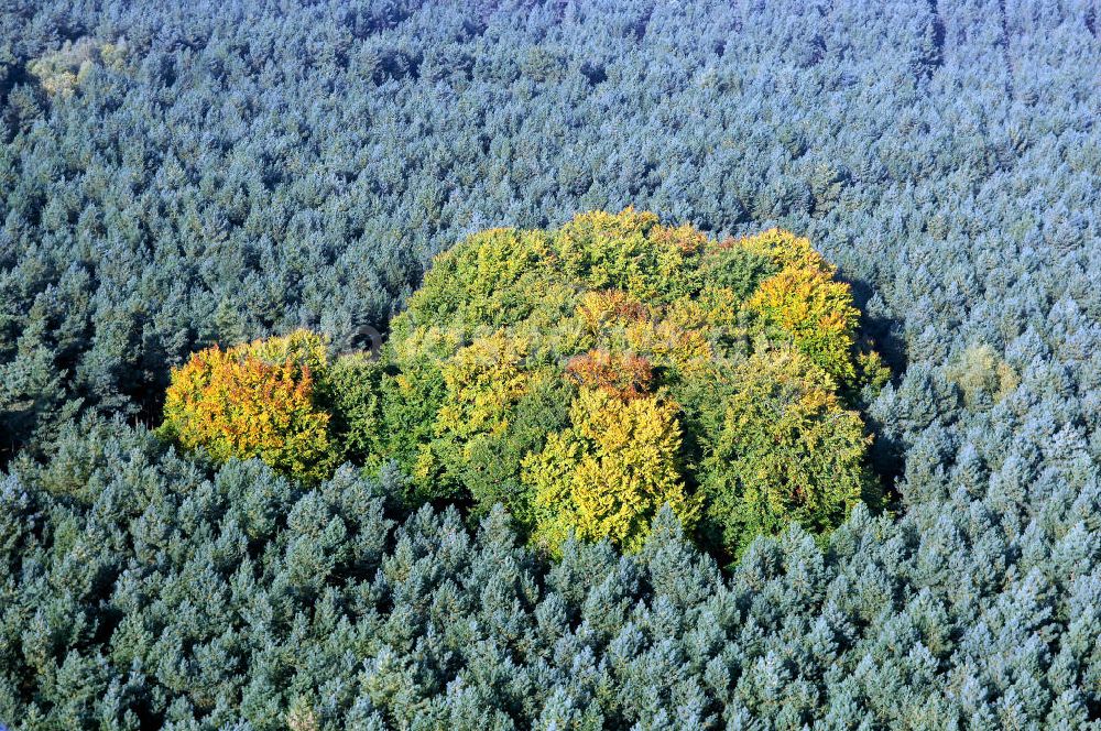 Heineberg aus der Vogelperspektive: Herbstliche Stimmung an Laubbäumen am Havelufer bei Heineberg in Brandenburg.