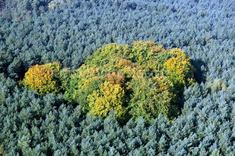 Luftbild Heineberg - Herbstliche Stimmung an Laubbäumen am Havelufer bei Heineberg in Brandenburg.