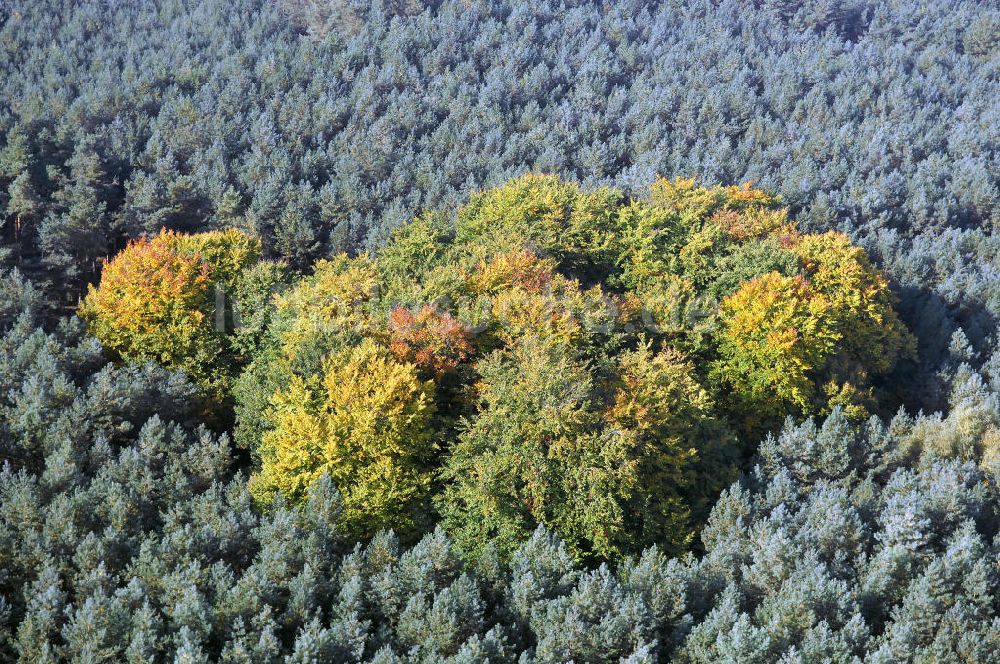 Luftaufnahme Heineberg - Herbstliche Stimmung an Laubbäumen am Havelufer bei Heineberg in Brandenburg.