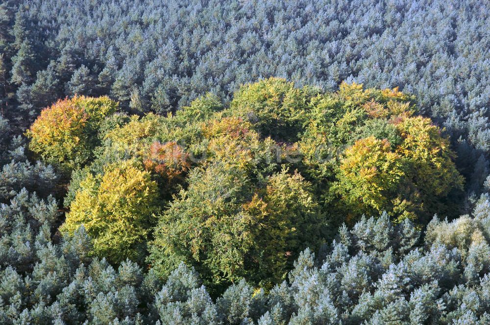 Heineberg von oben - Herbstliche Stimmung an Laubbäumen am Havelufer bei Heineberg in Brandenburg.