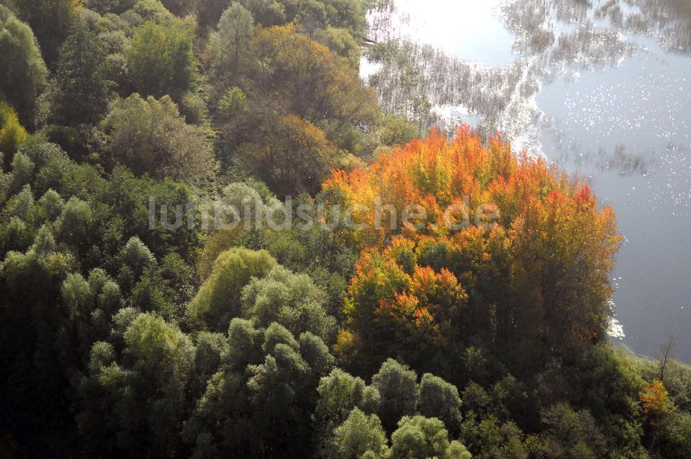 Kranepuhl aus der Vogelperspektive: Herbstliche Stimmung an Laubbäumen am Havelufer bei Kranepuhl in Brandenburg