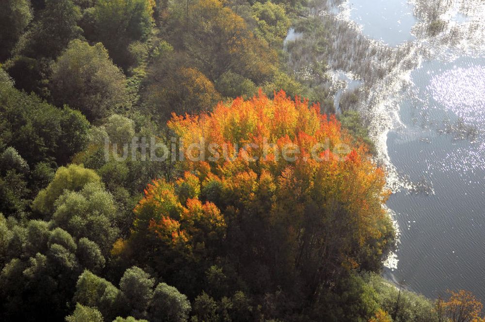 Luftbild Kranepuhl - Herbstliche Stimmung an Laubbäumen am Havelufer bei Kranepuhl in Brandenburg