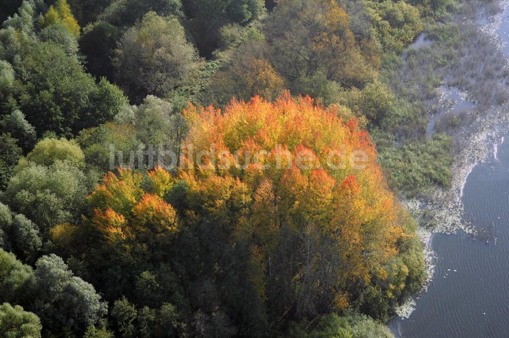 Luftaufnahme Kranepuhl - Herbstliche Stimmung an Laubbäumen am Havelufer bei Kranepuhl in Brandenburg