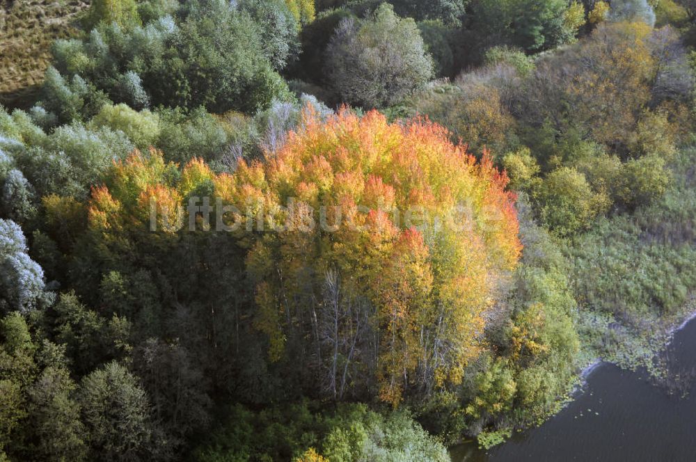 Kranepuhl von oben - Herbstliche Stimmung an Laubbäumen am Havelufer bei Kranepuhl in Brandenburg