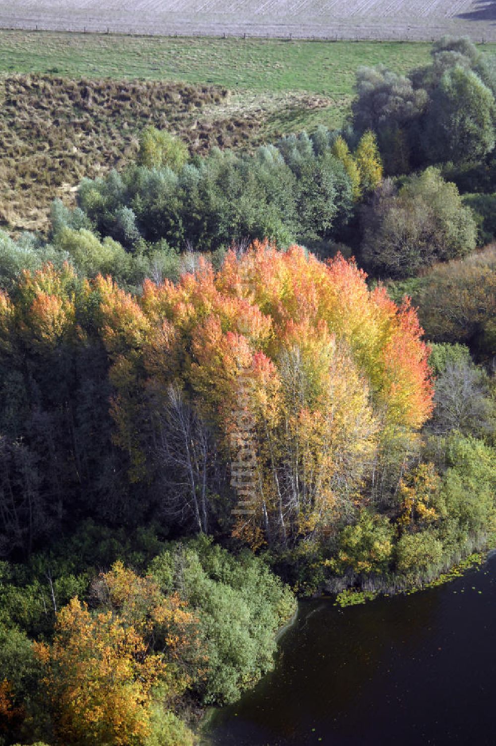 Kranepuhl aus der Vogelperspektive: Herbstliche Stimmung an Laubbäumen am Havelufer bei Kranepuhl in Brandenburg