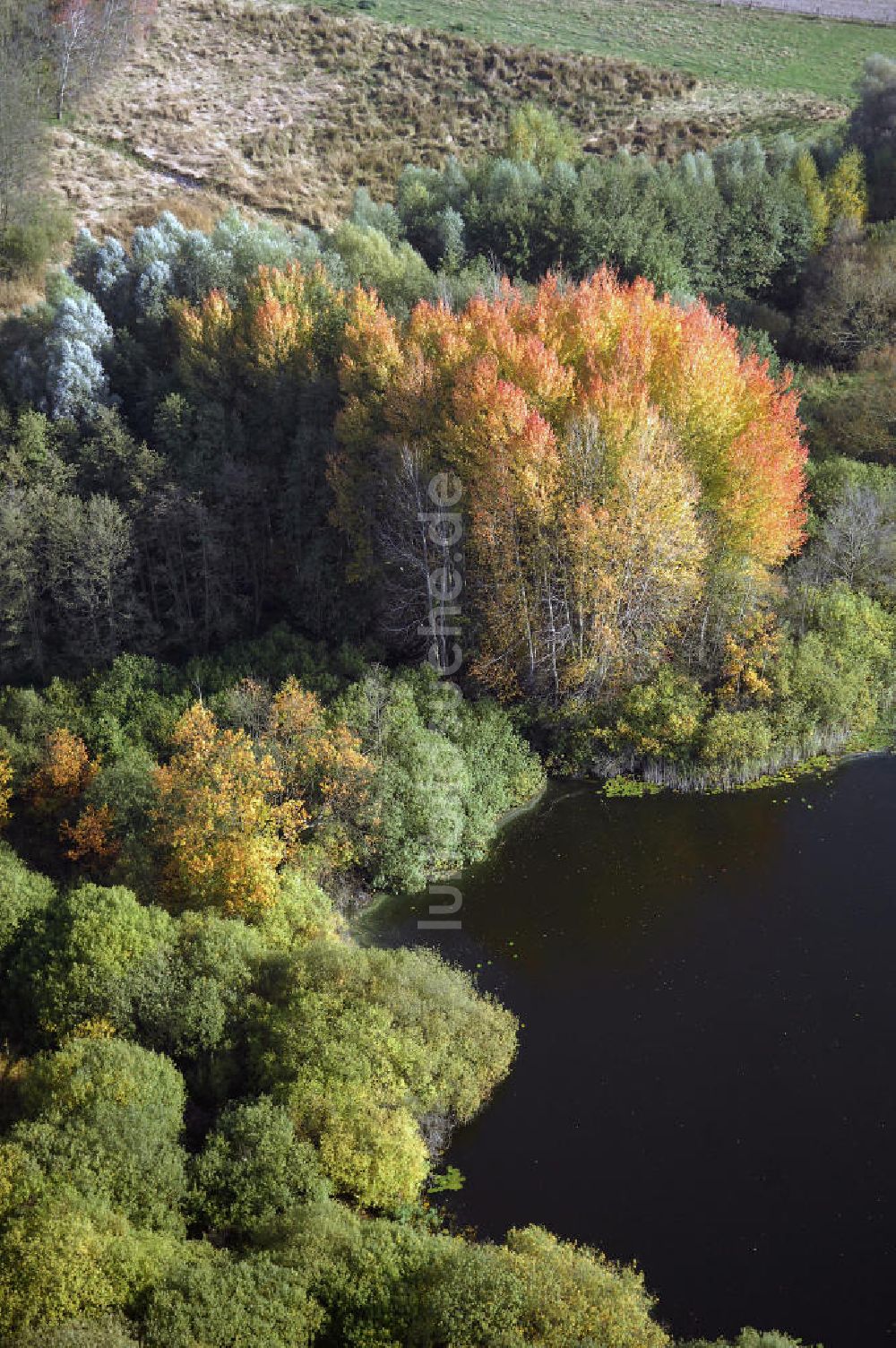 Luftbild Kranepuhl - Herbstliche Stimmung an Laubbäumen am Havelufer bei Kranepuhl in Brandenburg