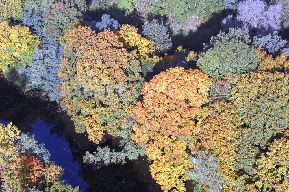 Luftaufnahme PLAUE - Herbstliche Stimmung an Laubbäumen am Schleusenweg der Schleuse Am Alten Kanal zum Wendsee bei Plaue