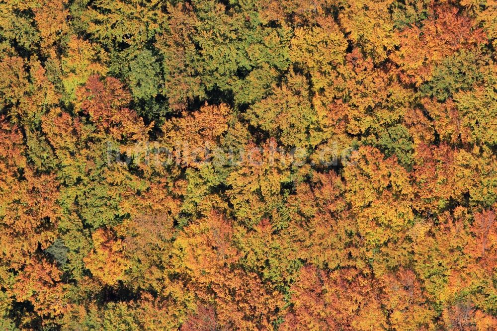 Luftbild Magdala - Herbstliche Wald- Landschaft bei Magdala in Thüringen.