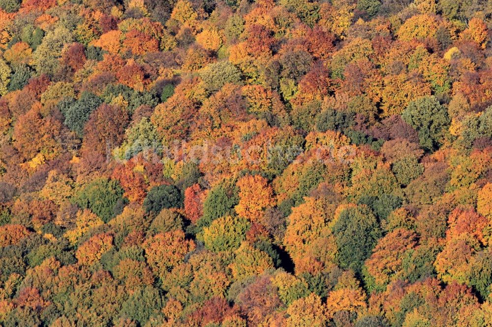 Jena aus der Vogelperspektive: Herbstliche Wald- Landschaft in der Nähe von Jena in Thüringen