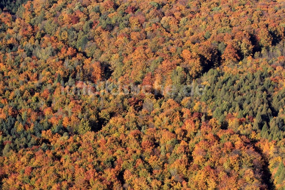 Luftbild Jena - Herbstliche Wald- Landschaft in der Nähe von Jena in Thüringen