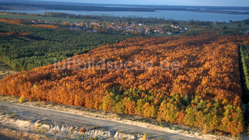 Tätzschwitz aus der Vogelperspektive: Herbstlichen Laubwald und Nadelwald bei Tätzschwitz