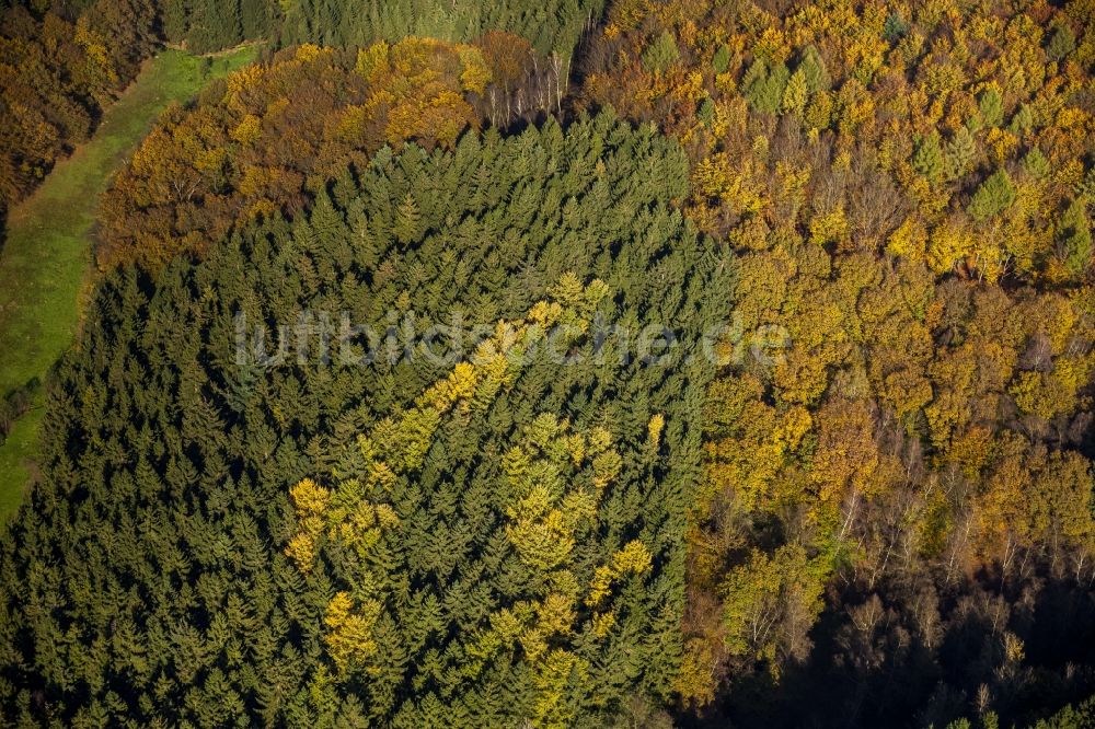 Ennepetal aus der Vogelperspektive: Herbstliches Waldgebiet in Ennepetal im Bundesland Nordrhein-Westfalen