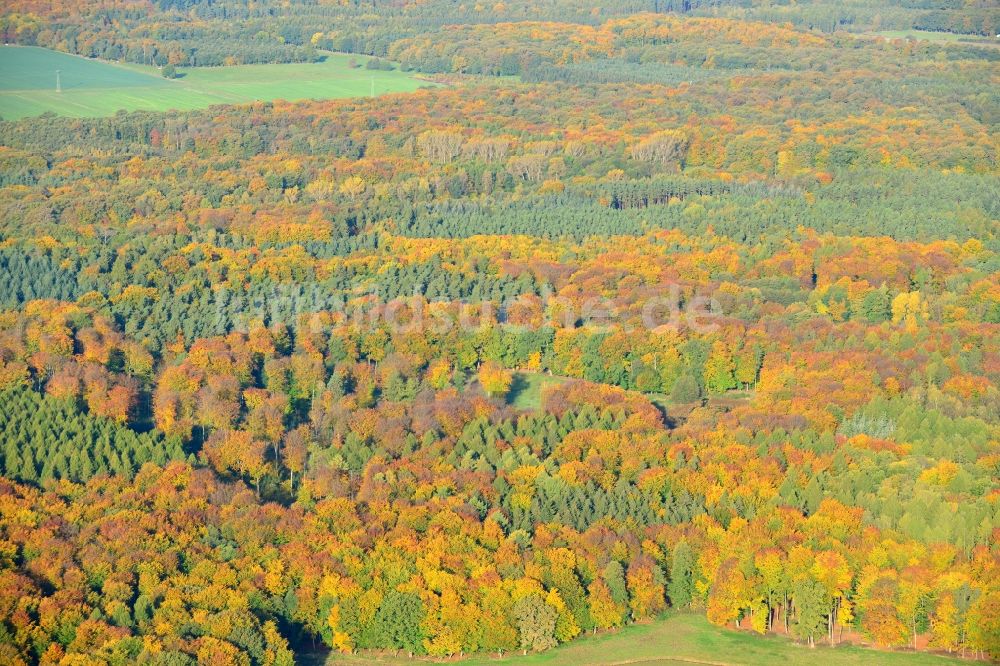 Flechtingen von oben - Herbstliches Waldgebiet in Flechtingen im Bundesland Sachsen-Anhalt