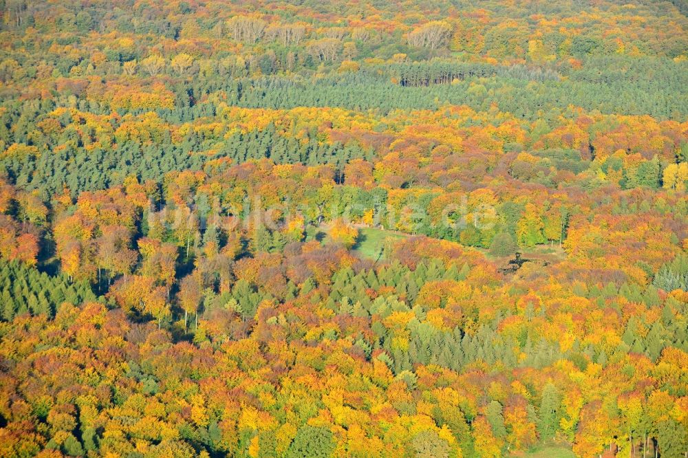 Flechtingen aus der Vogelperspektive: Herbstliches Waldgebiet in Flechtingen im Bundesland Sachsen-Anhalt