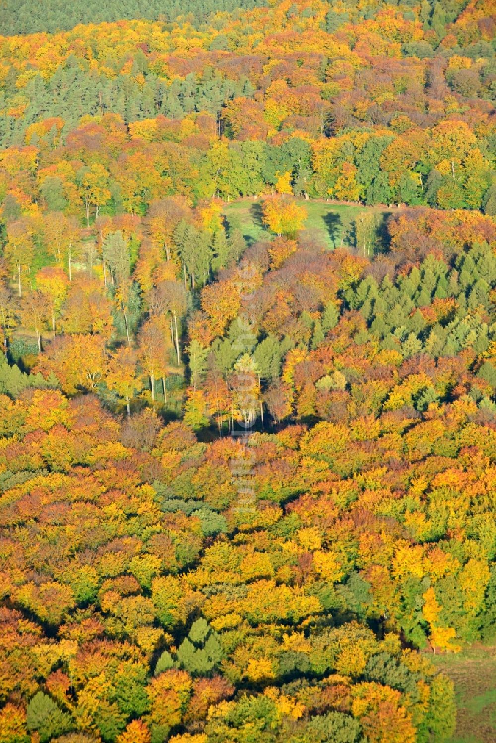 Luftaufnahme Flechtingen - Herbstliches Waldgebiet in Flechtingen im Bundesland Sachsen-Anhalt