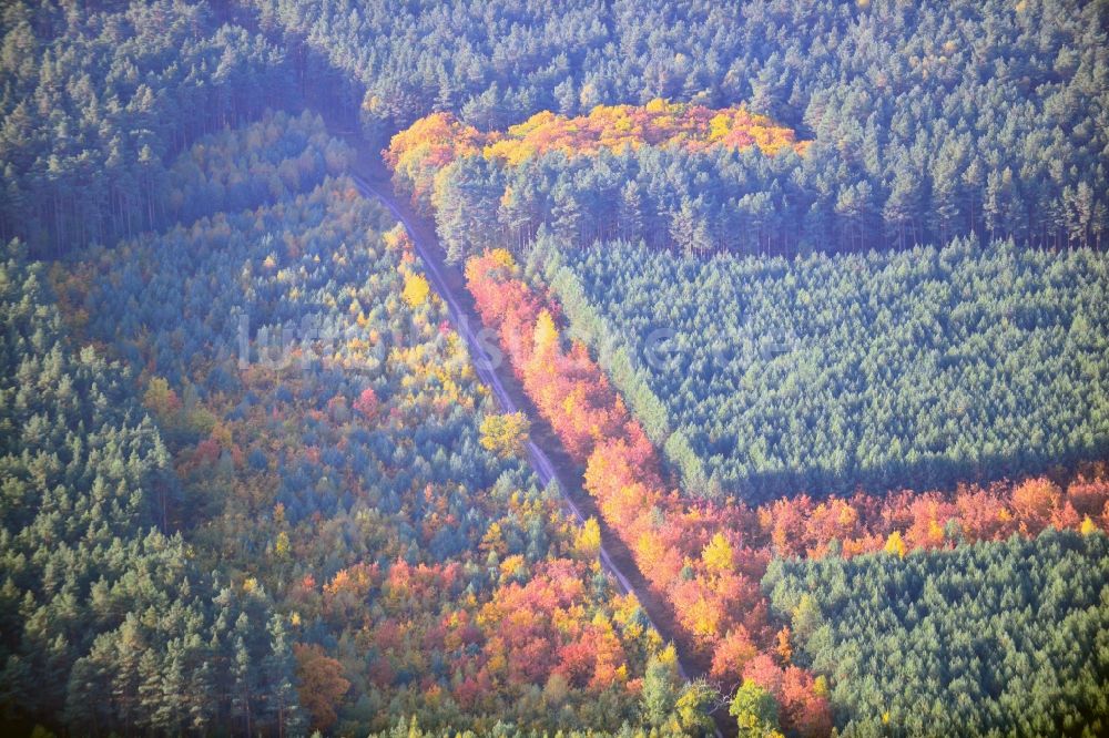 Weißewarte aus der Vogelperspektive: Herbstliches Waldgebiet in Weißewarte im Bundesland Sachsen-Anhalt