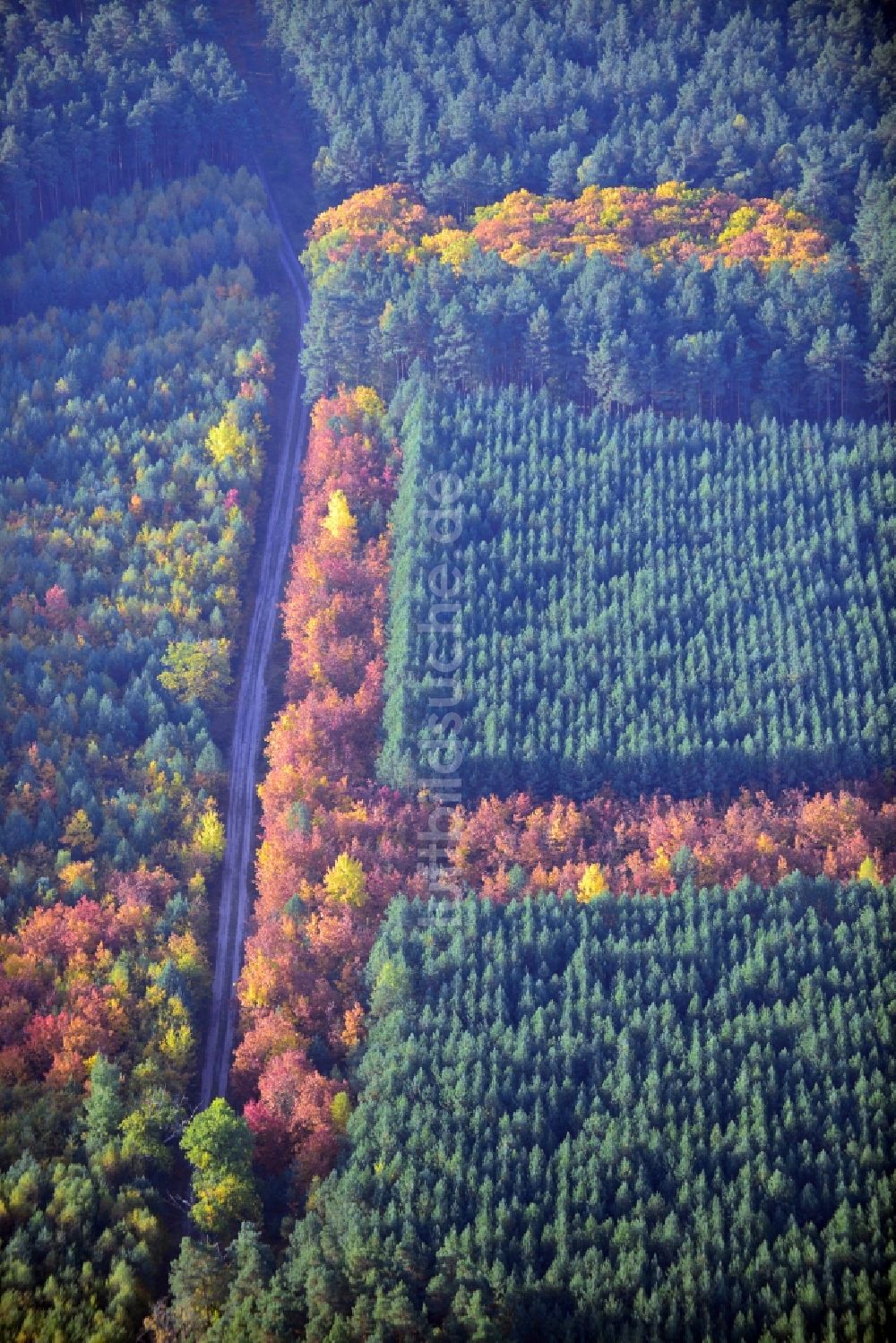 Luftaufnahme Weißewarte - Herbstliches Waldgebiet in Weißewarte im Bundesland Sachsen-Anhalt