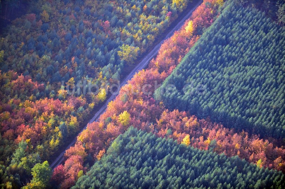 Weißewarte von oben - Herbstliches Waldgebiet in Weißewarte im Bundesland Sachsen-Anhalt