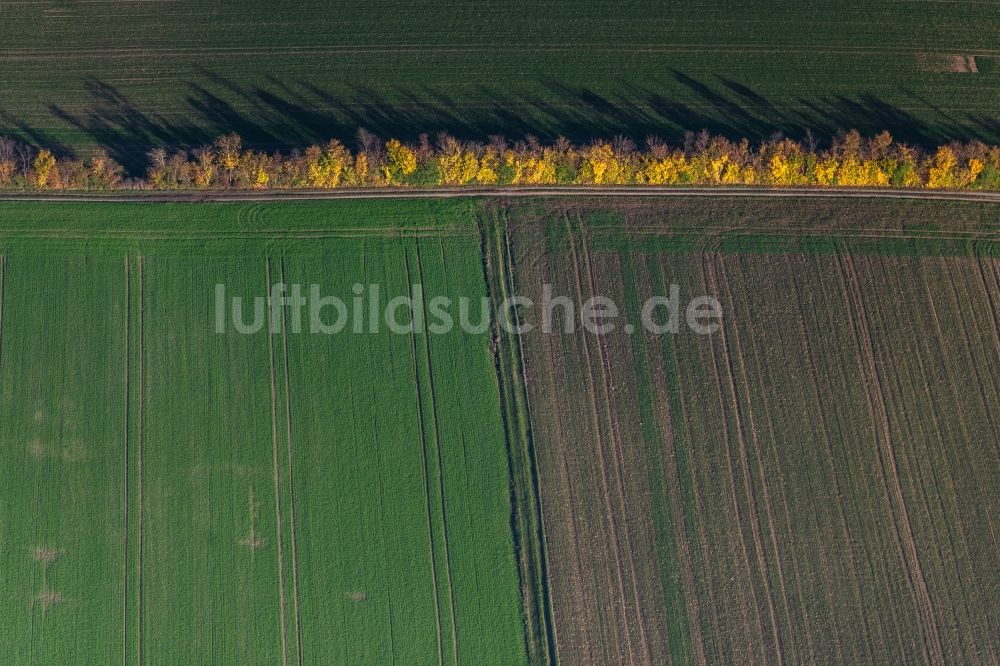 Michelau im Steigerwald von oben - Herbstluftbild Baum- Reihe auf einem Feld in Michelau im Steigerwald im Bundesland Bayern, Deutschland