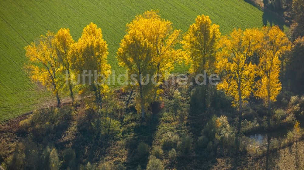 Luftbild Hamm - Herbstluftbild einer Baumreihe an einem Feldrand in Hamm im Bundesland Nordrhein-Westfalen, Deutschland