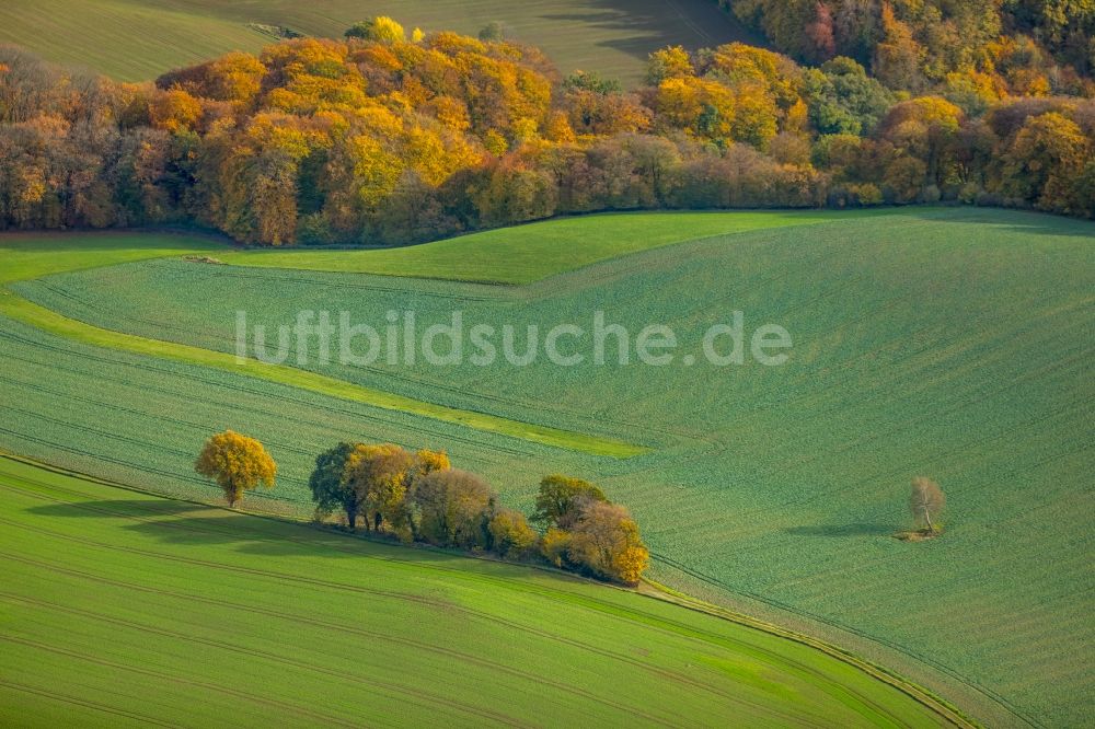 Luftbild Velbert - Herbstluftbild Baumreihe an einem Feldrand in Velbert im Bundesland Nordrhein-Westfalen, Deutschland