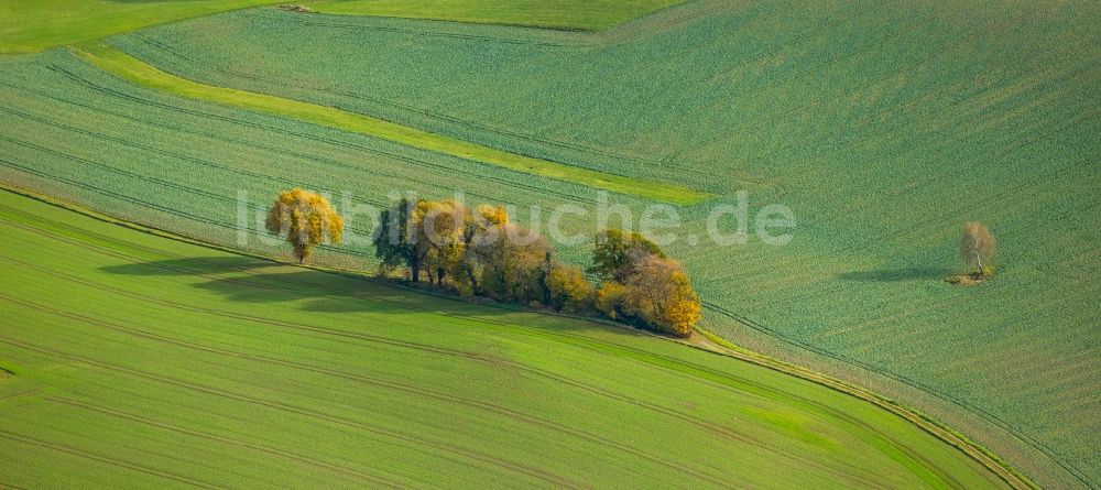 Luftaufnahme Velbert - Herbstluftbild Baumreihe an einem Feldrand in Velbert im Bundesland Nordrhein-Westfalen, Deutschland