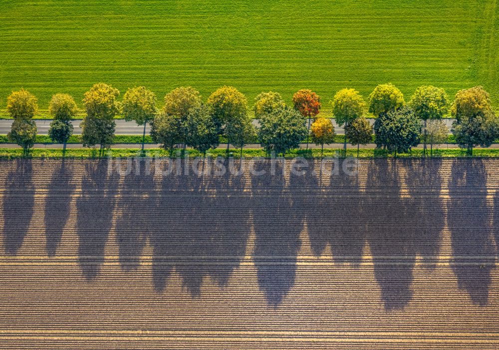 Xanten aus der Vogelperspektive: Herbstluftbild Baumreihe an einem Feldrand in Xanten im Bundesland Nordrhein-Westfalen, Deutschland