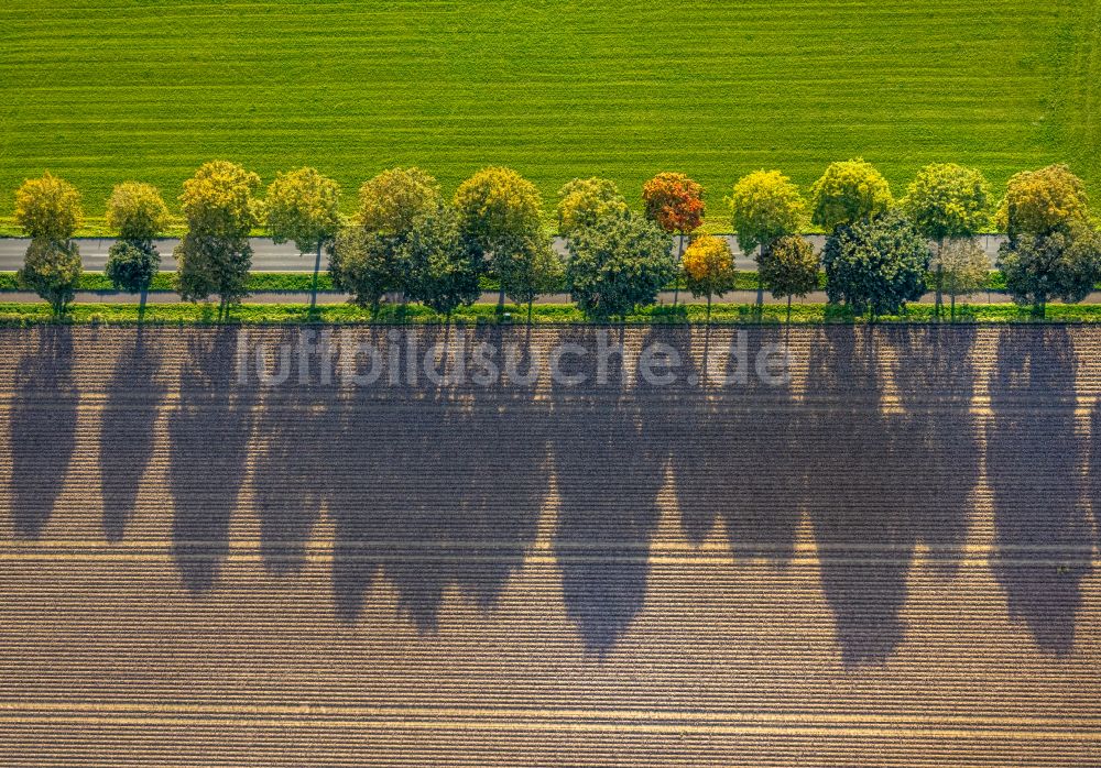 Luftbild Xanten - Herbstluftbild Baumreihe an einem Feldrand in Xanten im Bundesland Nordrhein-Westfalen, Deutschland