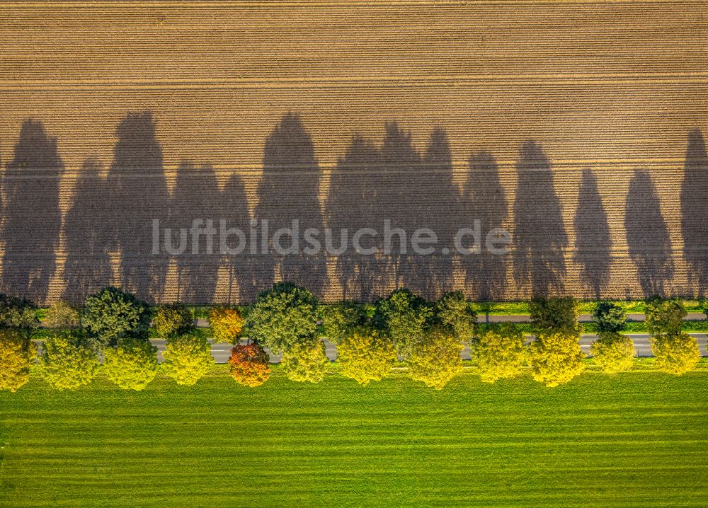 Luftaufnahme Xanten - Herbstluftbild Baumreihe an einem Feldrand in Xanten im Bundesland Nordrhein-Westfalen, Deutschland