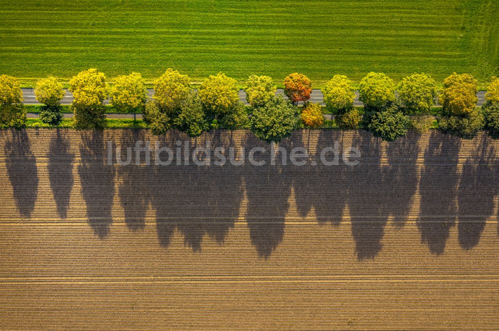 Xanten von oben - Herbstluftbild Baumreihe an einem Feldrand in Xanten im Bundesland Nordrhein-Westfalen, Deutschland