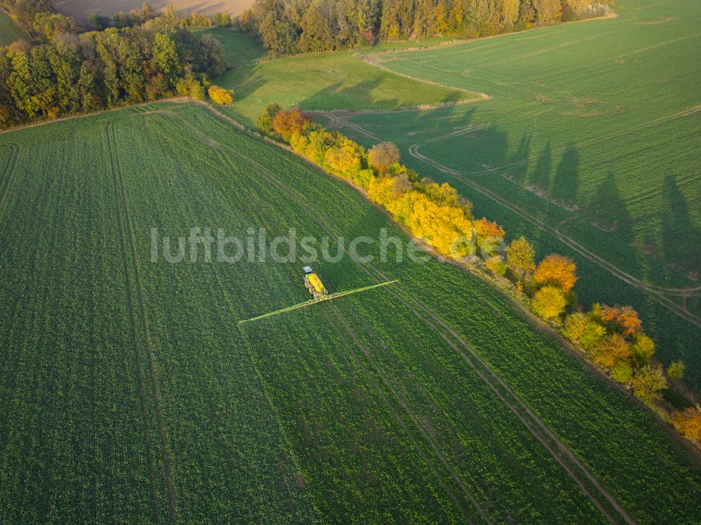 Luftaufnahme Kriebstein - Herbstluftbild Baumreihe an einer Landstraße an einem Feldrand in Kriebstein im Bundesland Sachsen, Deutschland