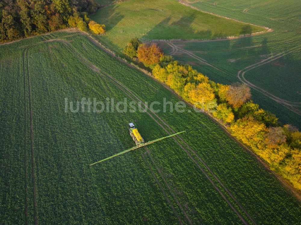 Kriebstein von oben - Herbstluftbild Baumreihe an einer Landstraße an einem Feldrand in Kriebstein im Bundesland Sachsen, Deutschland