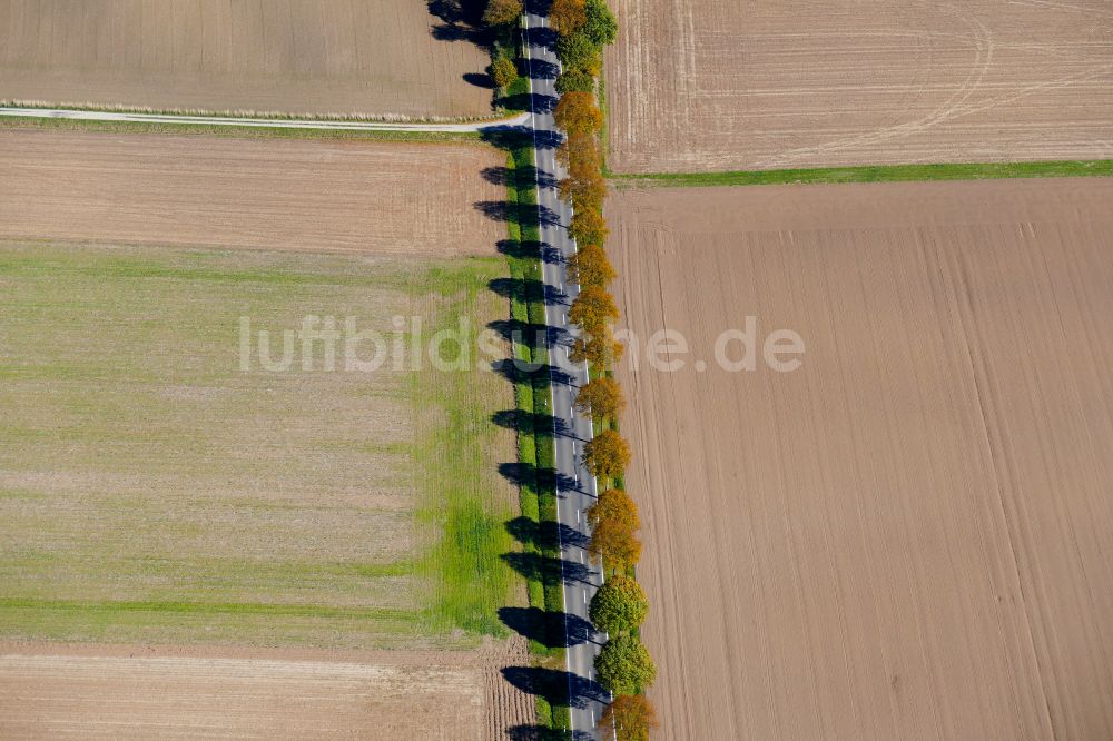 Rosdorf aus der Vogelperspektive: Herbstluftbild Baumreihe an einer Landstraße an einem Feldrand in Rosdorf im Bundesland Niedersachsen, Deutschland