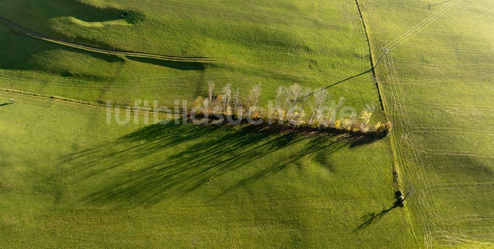 Luftaufnahme Oberstaufen - Herbstluftbild Baumreihe mit Schattenbildung durch Lichteinstrahlung auf einer Wiese in Steibis im Bundesland Bayern, Deutschland