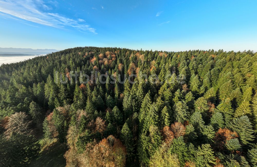 Luftaufnahme Sulzberg - Herbstluftbild Baumspitzen in einem Waldgebiet in Sulzberg in Vorarlberg, Österreich