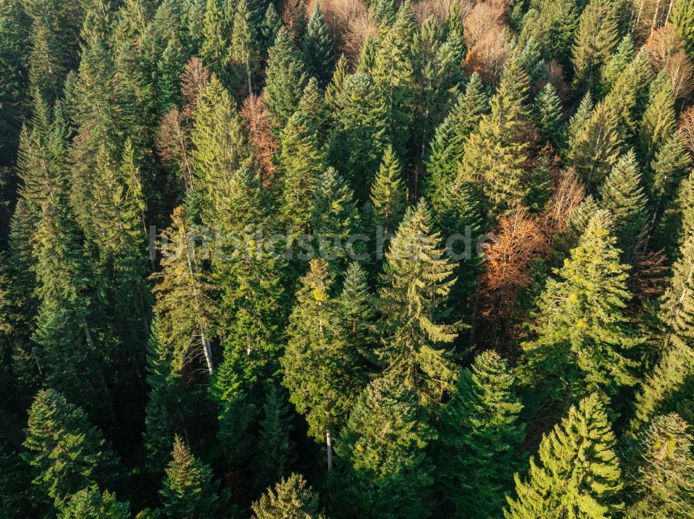 Luftbild Sulzberg - Herbstluftbild Baumspitzen in einem Waldgebiet in Sulzberg in Vorarlberg, Österreich