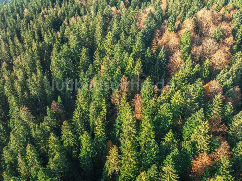 Luftaufnahme Sulzberg - Herbstluftbild Baumspitzen in einem Waldgebiet in Sulzberg in Vorarlberg, Österreich