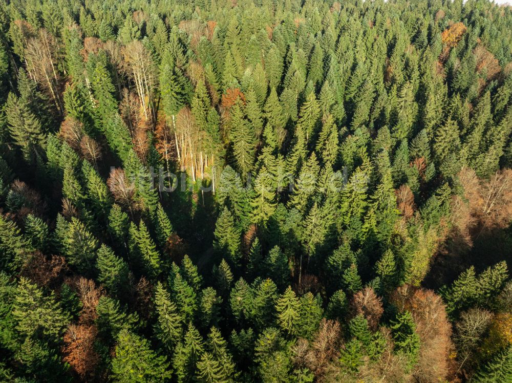 Sulzberg aus der Vogelperspektive: Herbstluftbild Baumspitzen in einem Waldgebiet in Sulzberg in Vorarlberg, Österreich