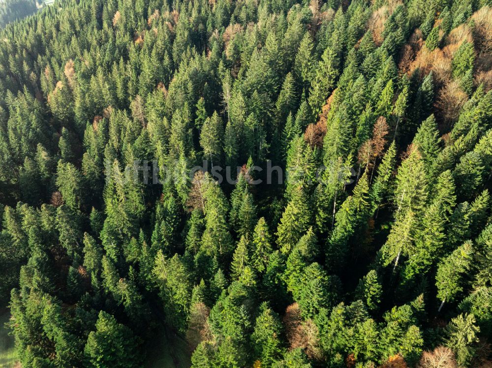 Luftaufnahme Sulzberg - Herbstluftbild Baumspitzen in einem Waldgebiet in Sulzberg in Vorarlberg, Österreich