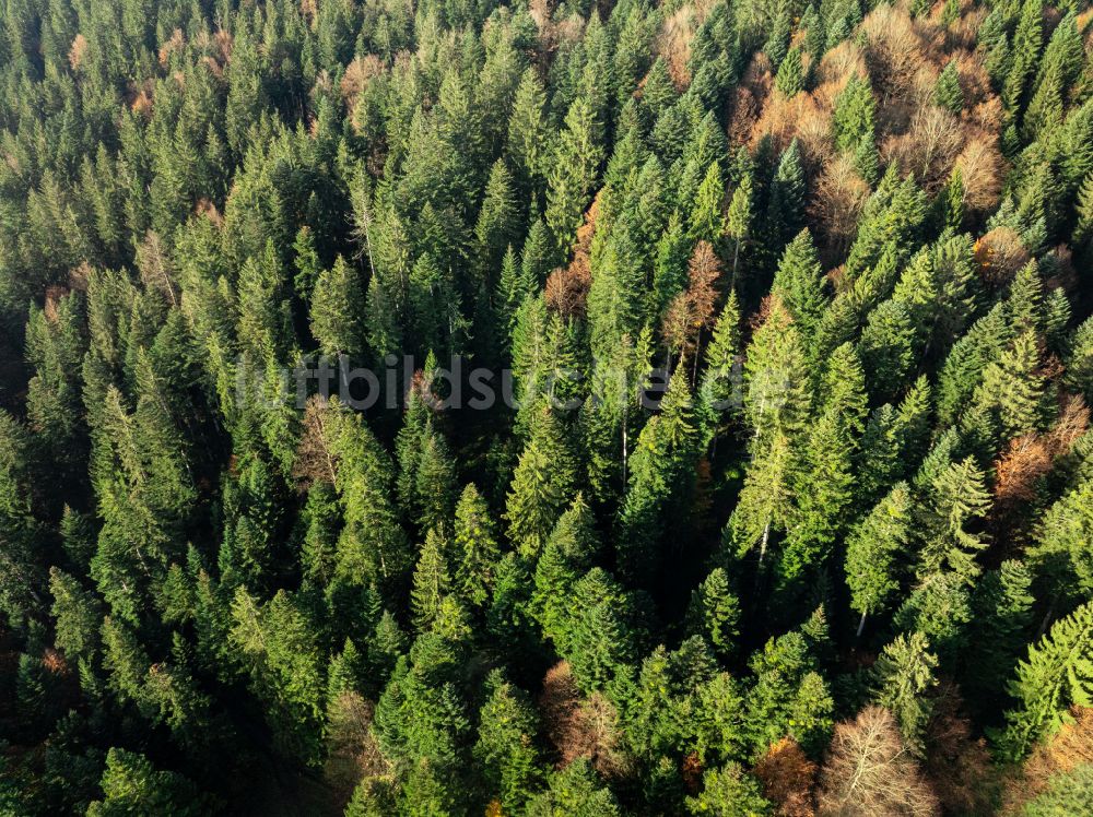 Sulzberg von oben - Herbstluftbild Baumspitzen in einem Waldgebiet in Sulzberg in Vorarlberg, Österreich