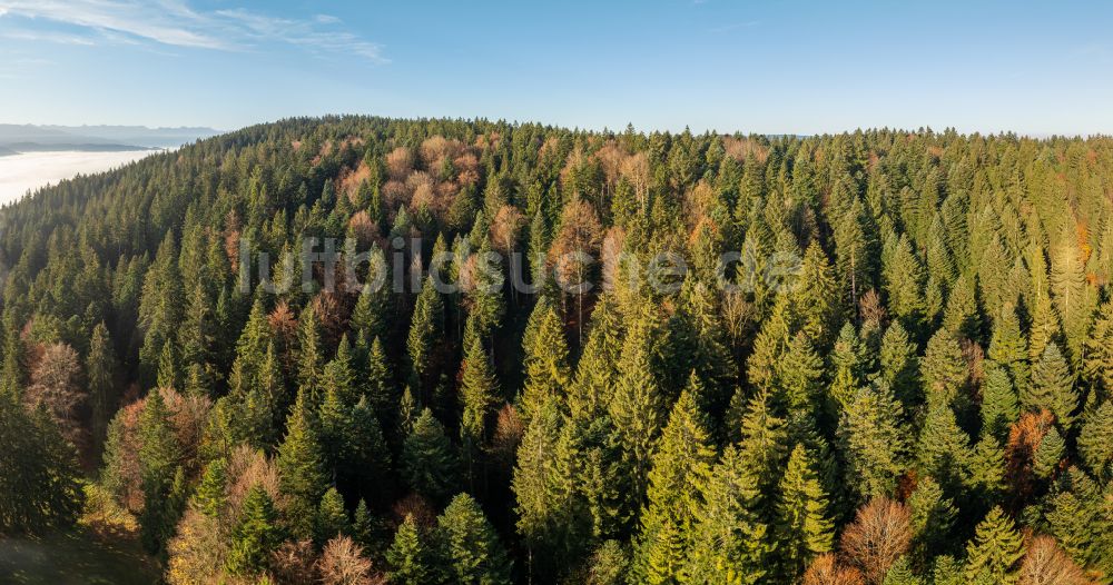 Sulzberg von oben - Herbstluftbild Baumspitzen in einem Waldgebiet in Sulzberg in Vorarlberg, Österreich