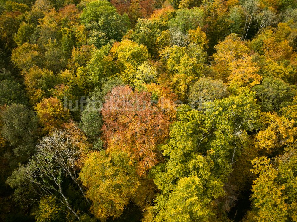 Wiesensteig aus der Vogelperspektive: Herbstluftbild Laubbaum- Baumspitzen in einem Waldgebiet in Wiesensteig im Bundesland Baden-Württemberg, Deutschland