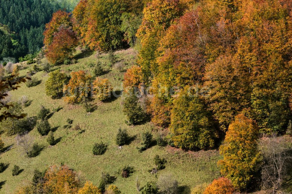 Wiesensteig von oben - Herbstluftbild Laubbaum- Baumspitzen in einem Waldgebiet in Wiesensteig im Bundesland Baden-Württemberg, Deutschland