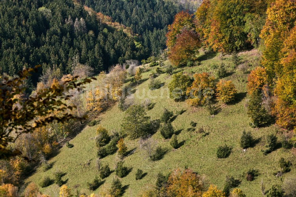 Wiesensteig aus der Vogelperspektive: Herbstluftbild Laubbaum- Baumspitzen in einem Waldgebiet in Wiesensteig im Bundesland Baden-Württemberg, Deutschland