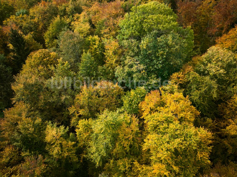 Luftaufnahme Wiesensteig - Herbstluftbild Laubbaum- Baumspitzen in einem Waldgebiet in Wiesensteig im Bundesland Baden-Württemberg, Deutschland